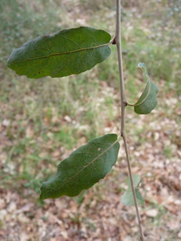 Petites feuilles (3 à 5 cm) alternes et à pétiole court, coriaces et plus ou moins dentées dont la face supérieure est bombée d'un vert glauque. Agrandir dans une nouvelle fenêtre (ou onglet)